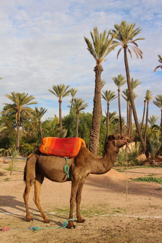 Tesori Imperiali e Paesaggi del Marocco: Viaggio di 11 Giorni nel Cuore della Tradizione 