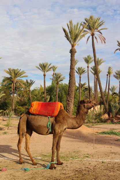 Tesoros Imperiales y Paisajes de Marruecos: Viaje de 11 Días al Corazón de la Tradición
 