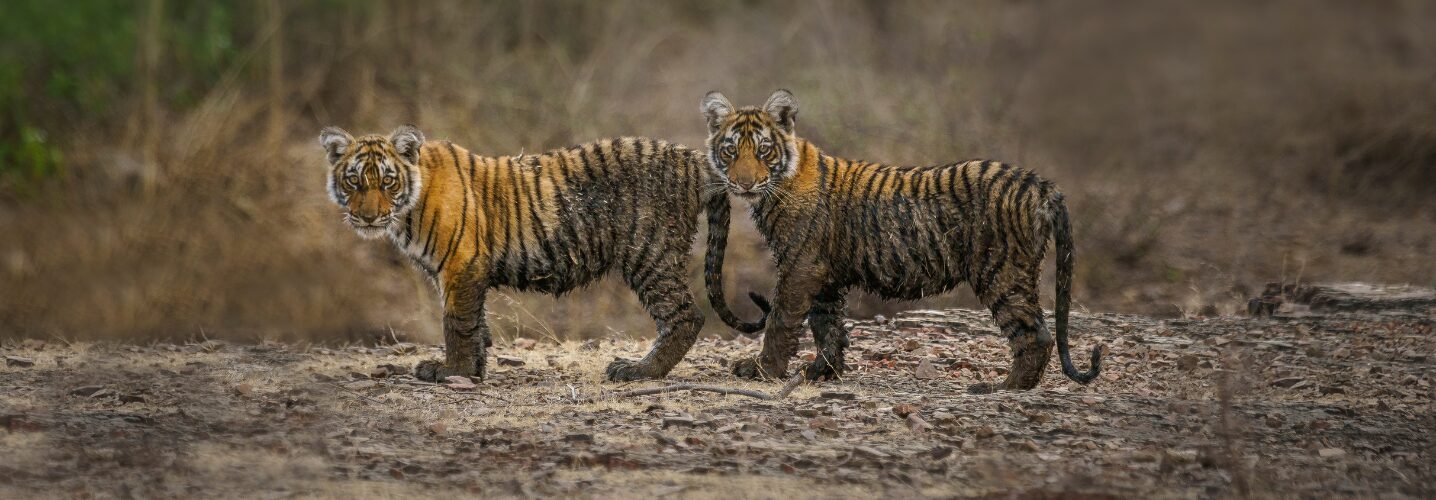 Indiens schönste Nationalparks